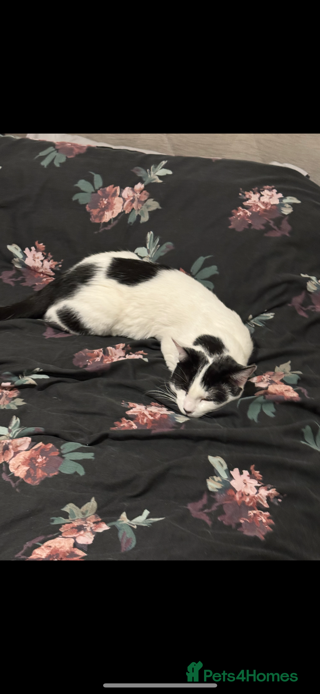 Thai cats for sale: tuxedo read description  - Advert 1