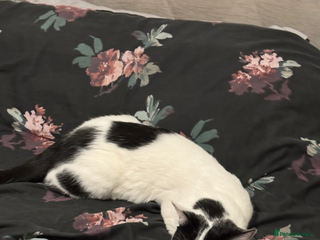 Thai cats tuxedo read description - Advert 3