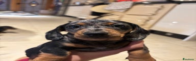 Miniature Dachshund Puppy 5