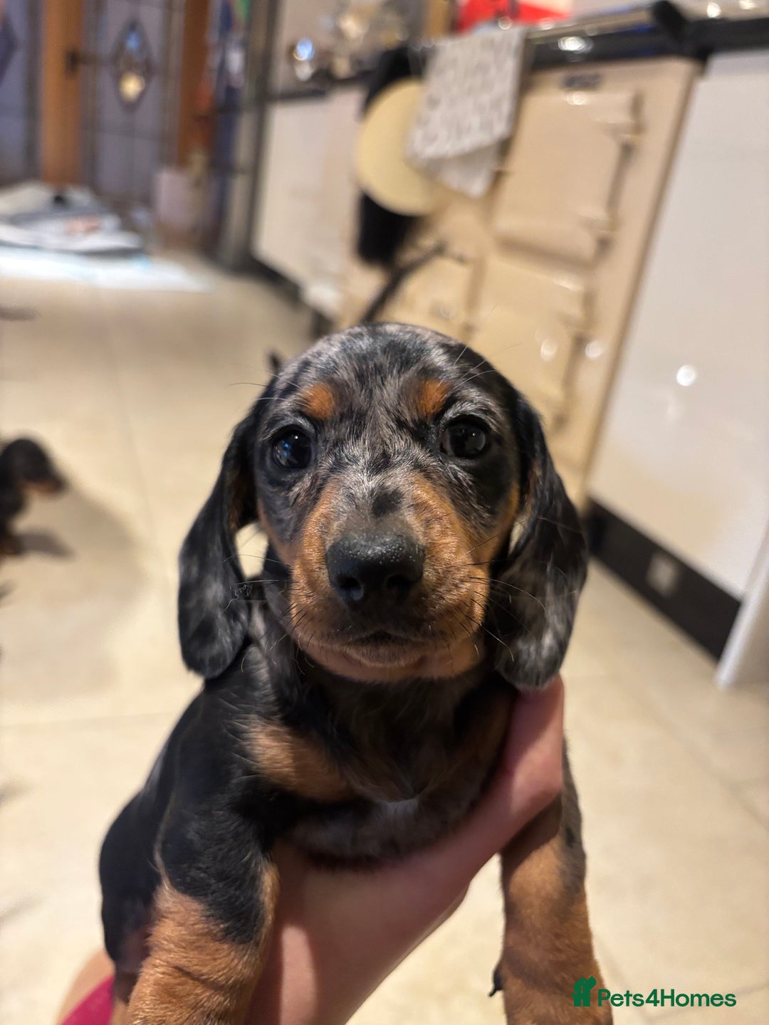 Miniature Dachshund dogs for sale: Miniature Silver Dapple & Black and Tan Dachshunds - Advert 15