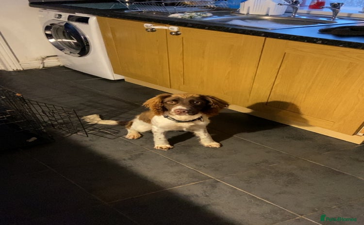 English Springer Spaniel dogs - Advert 2