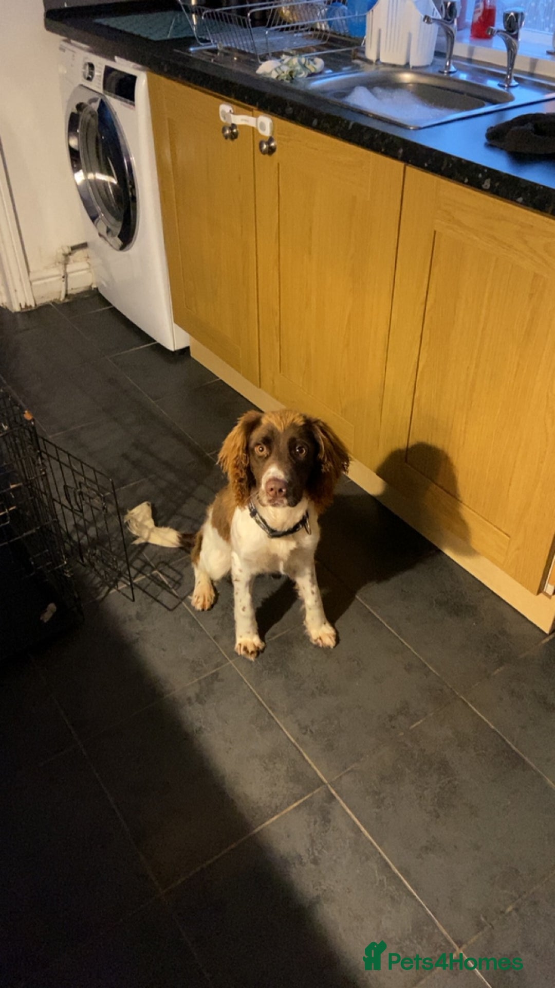 English Springer Spaniel dogs for sale: Full Male English springer spaniel - Image 1