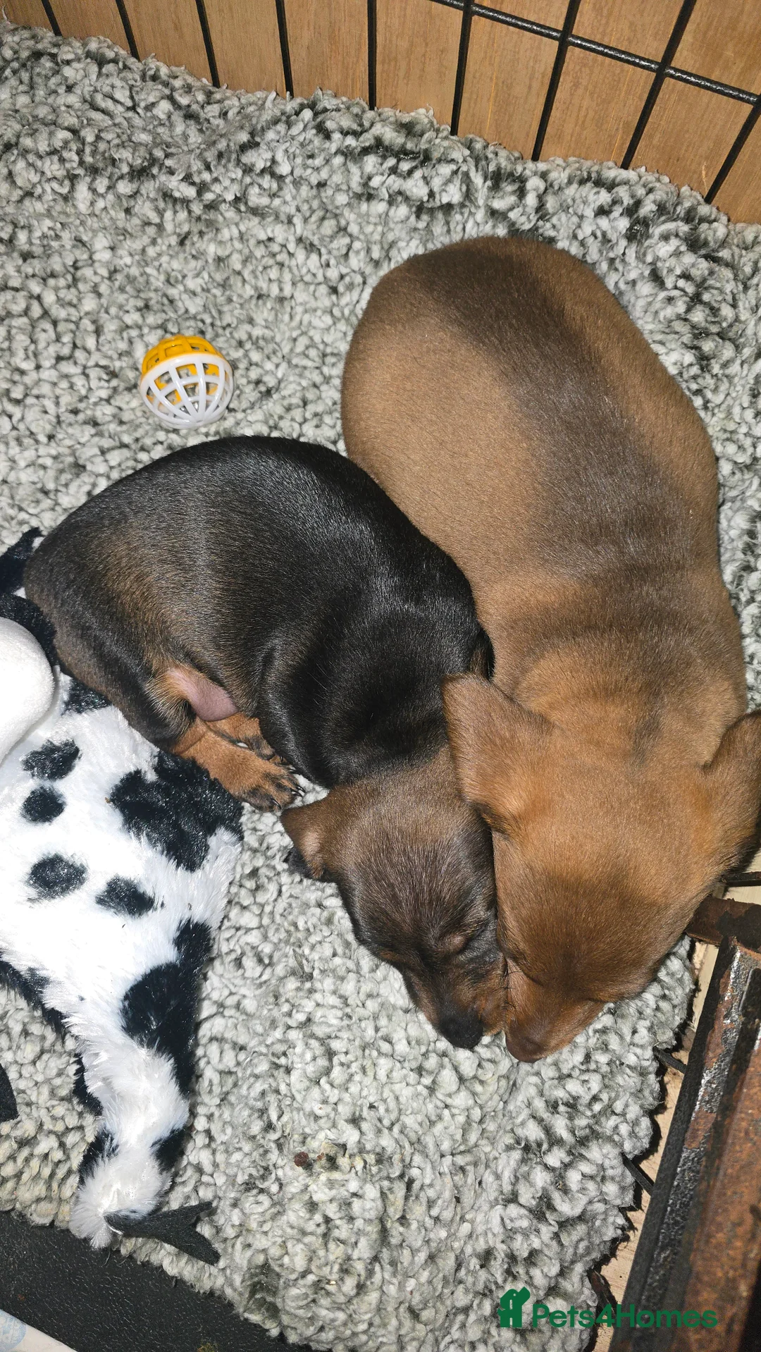 Dachshund dogs for sale: Standard wired hair puppies - Advert 3