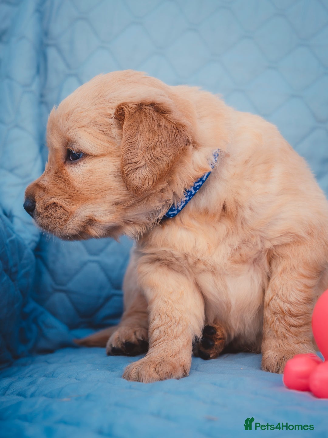 Golden Retriever dogs for sale: Golden Retriever Puppies KC Dad  - Image 14