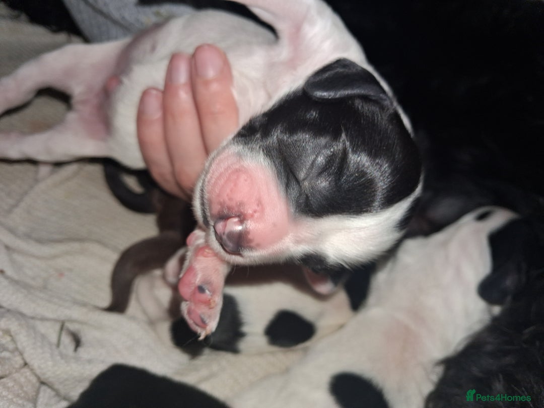 Mixed Breed dogs for sale: ☆six beautiful male puppys seeking forever homes☆ - Advert 6