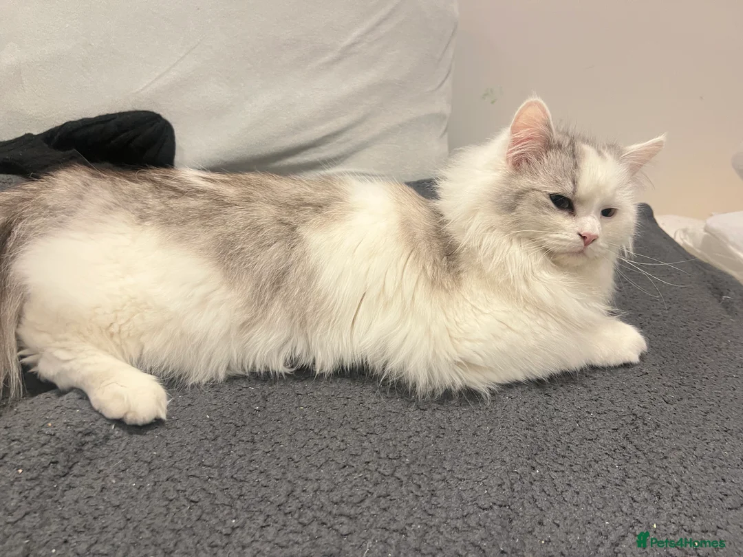 Ragdoll cats for sale: Ragdoll male 9 months old  - Advert 6