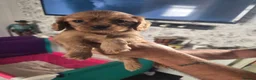 Cavalier King Charles Spaniel dogs for sale: King charles cavalier pups. in Rochester - Advert 9