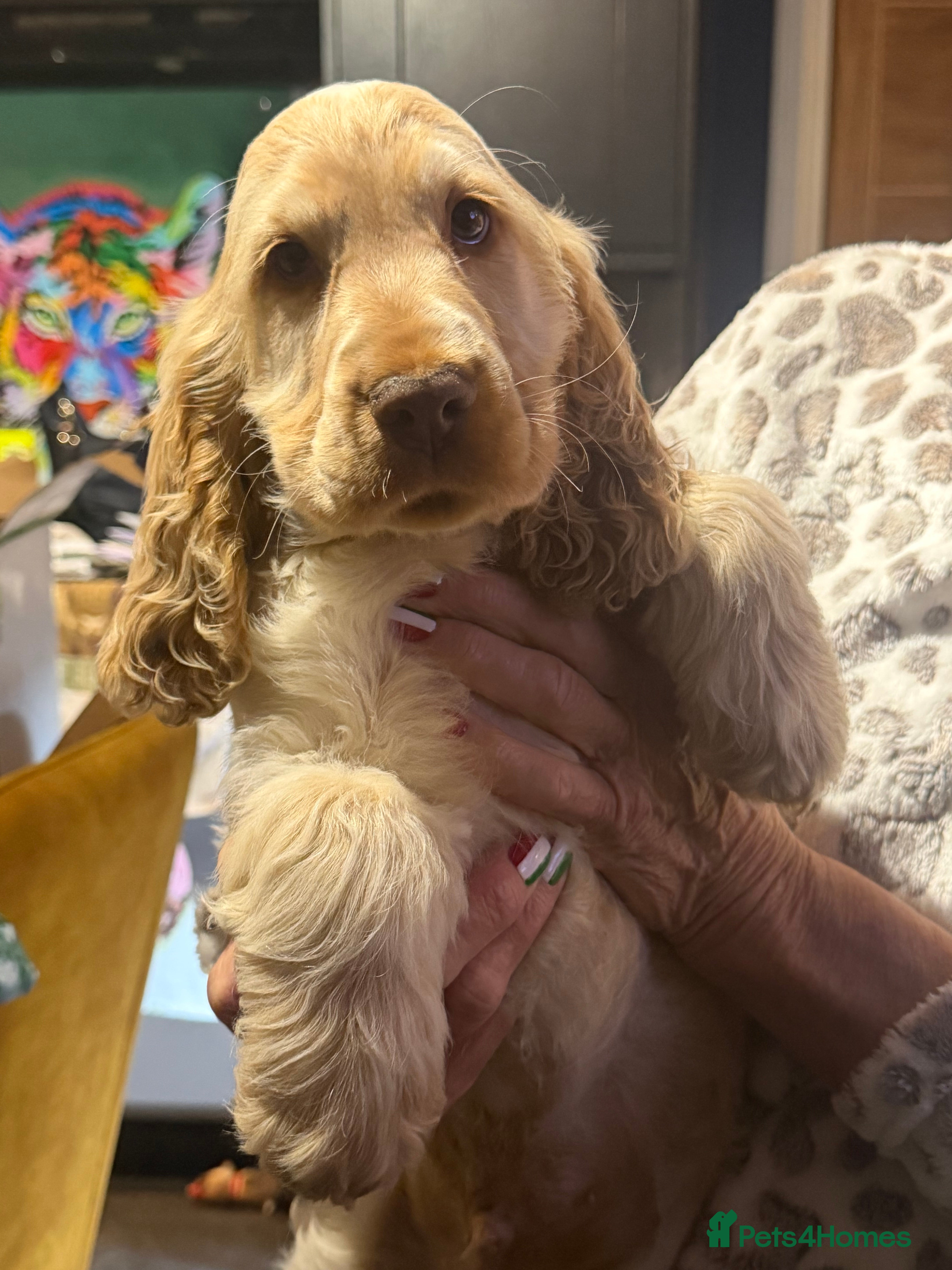 Cocker Spaniel dogs Show cocker spaniel boy pup  - Advert 2