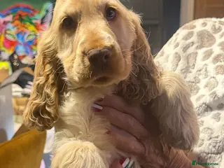 Cocker Spaniel dogs Show cocker spaniel boy pup - Advert 2