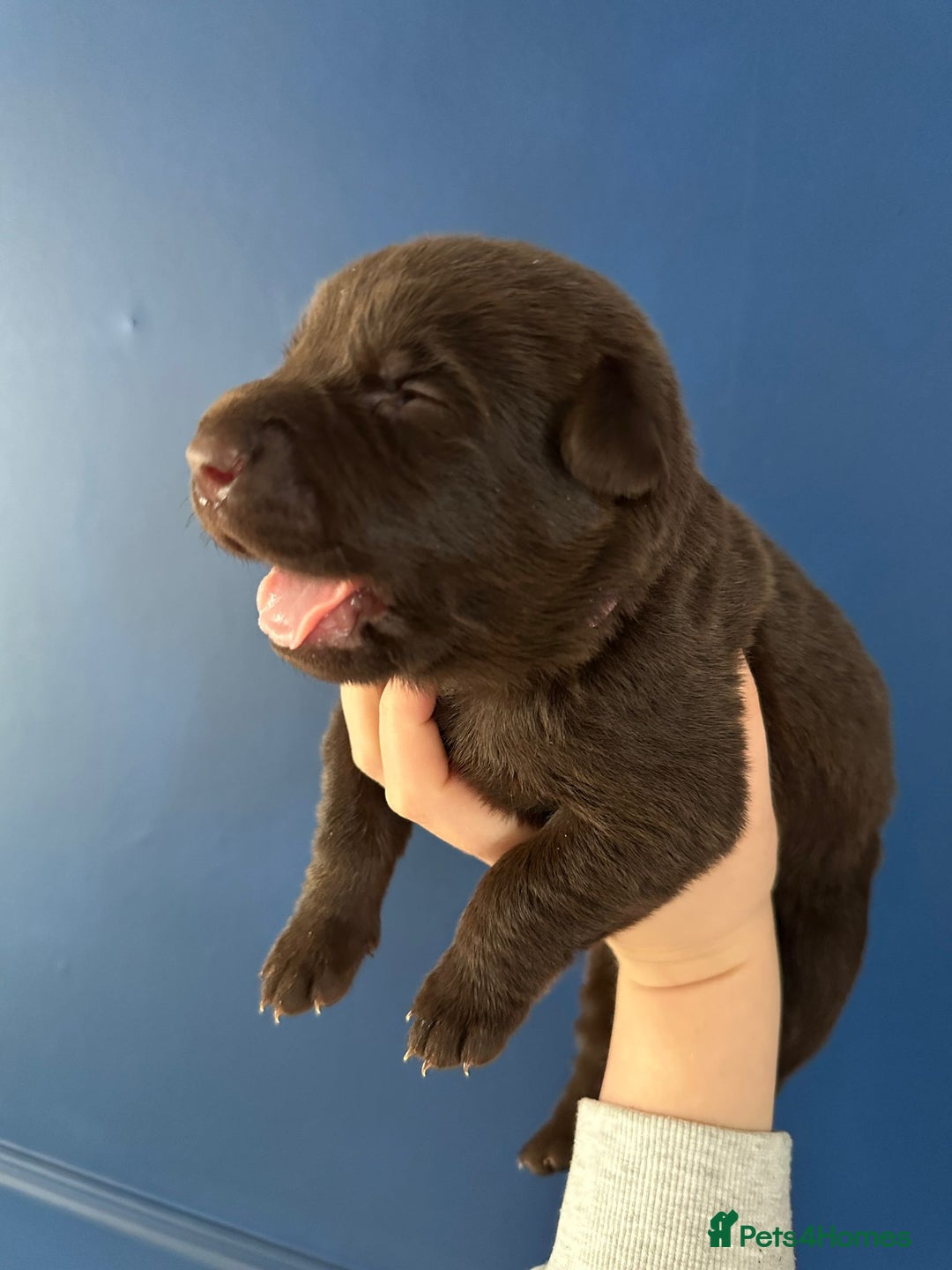 Mixed Breed dogs for sale: Chocolate Shepradors - Image 10