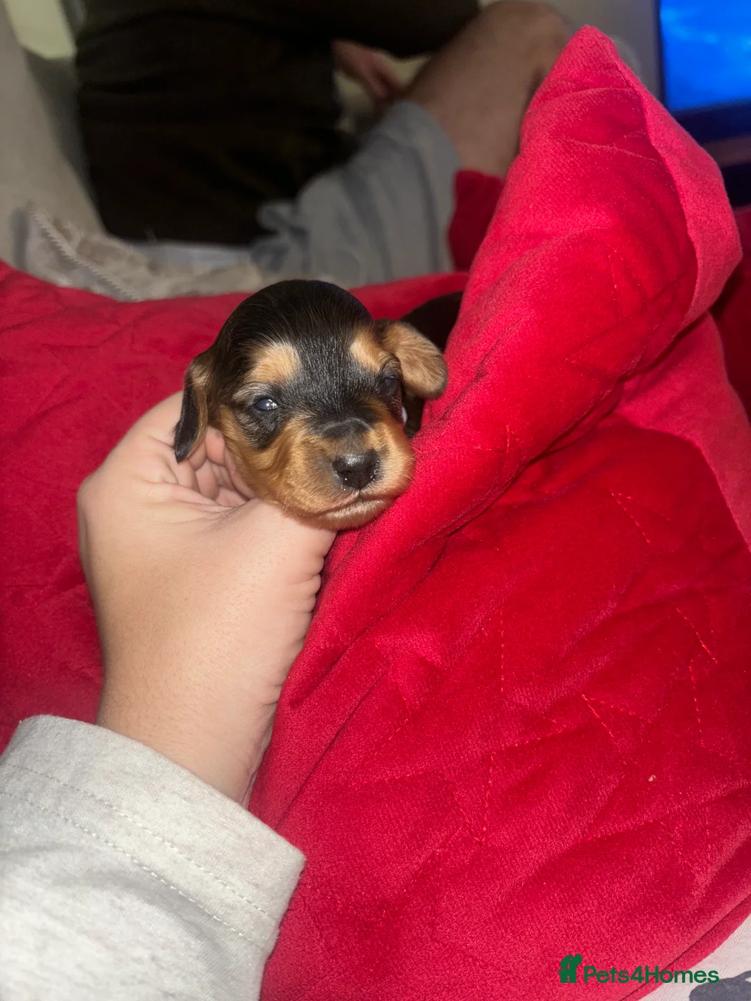 Cockapoo dogs for sale: All puppies have been reserved   - Advert 18