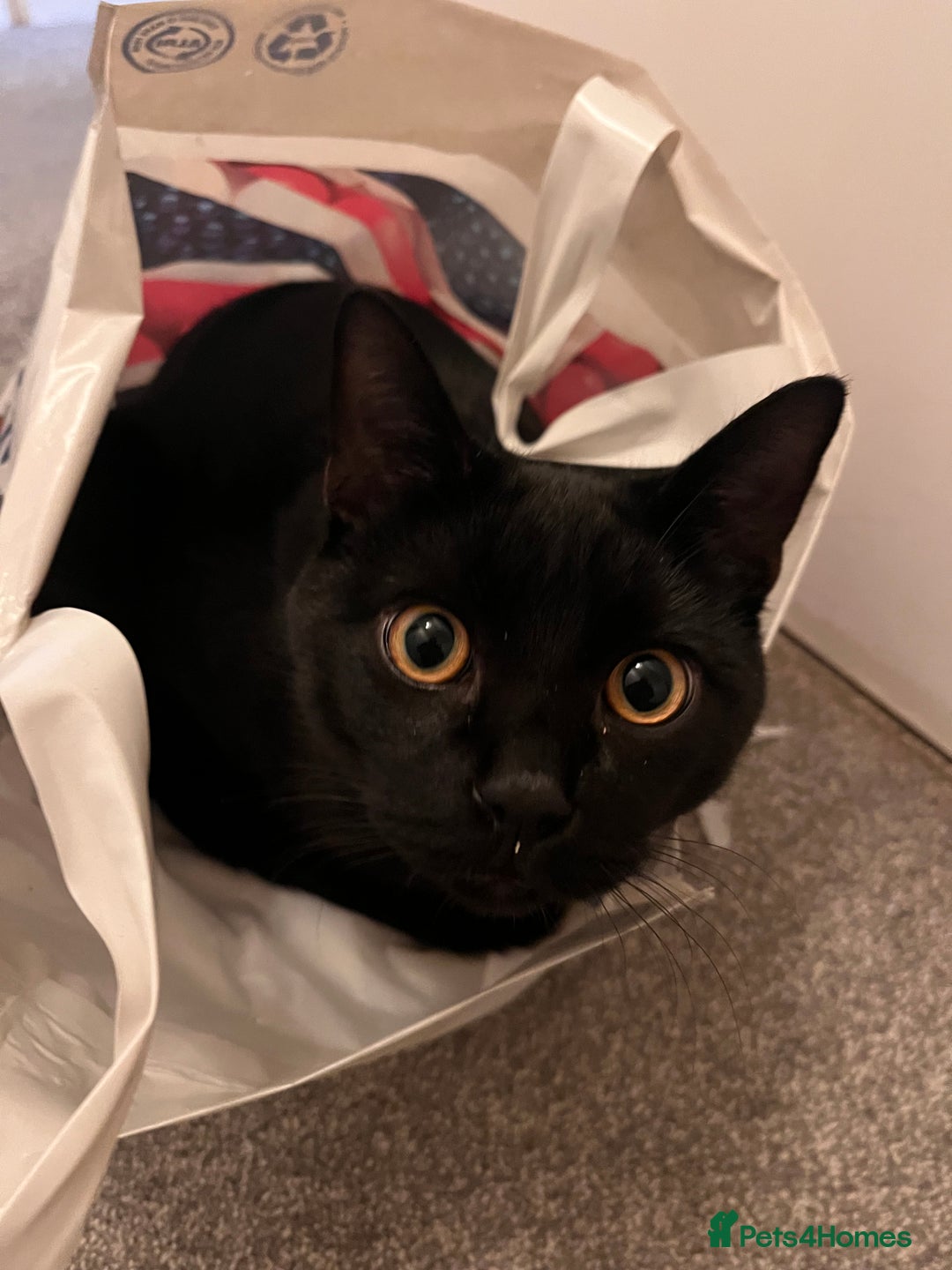 Mixed Breed cats for sale: 8 month old kitten - Advert 2