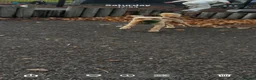 Cockapoo dogs for stud: Cockapoo for stud 🐾 🦁 🩵 - Advert 3