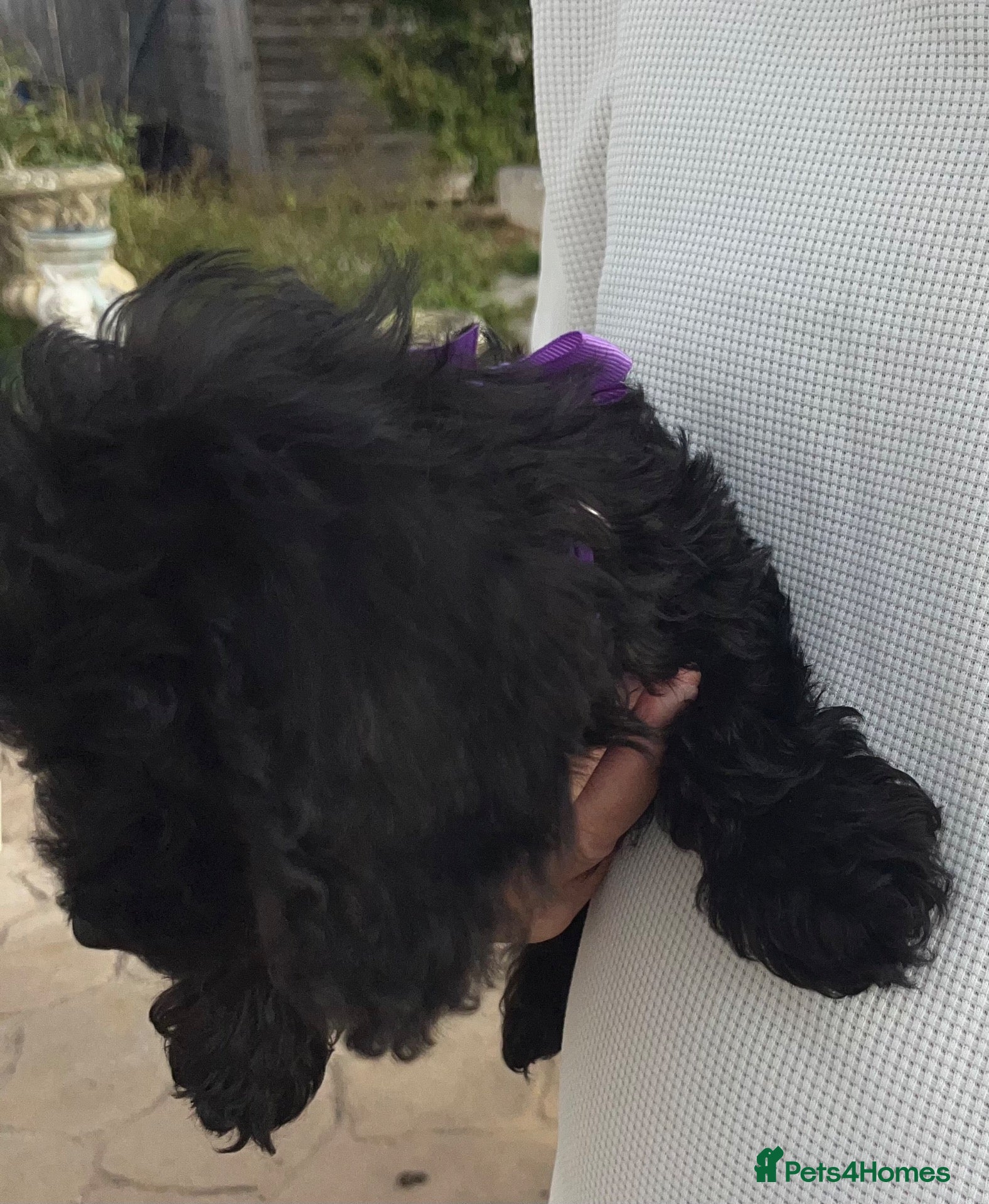 Doxiepoo dogs for sale: Reduced-Doxiepoo ready to go. - Advert 2