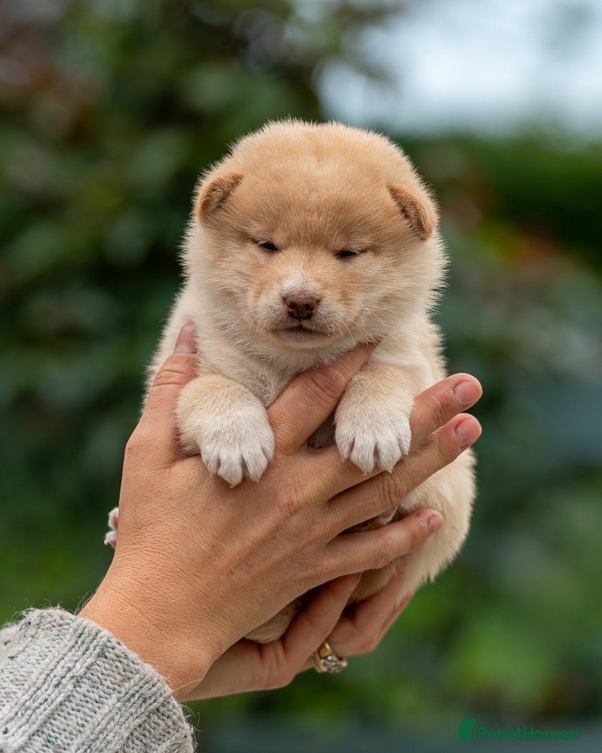 Japanese Shiba Inu dogs Exclusive Japanese Shiba Inu Puppies  🇯🇵 - Advert 4