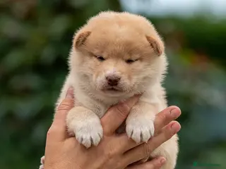 Japanese Shiba Inu dogs Exclusive Japanese Shiba Inu Puppies 🇯🇵 - Advert 4
