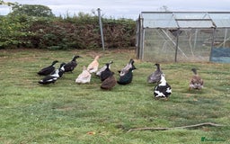 Ducks poultry for sale: Runner x Cayuga Ducks - Image 4