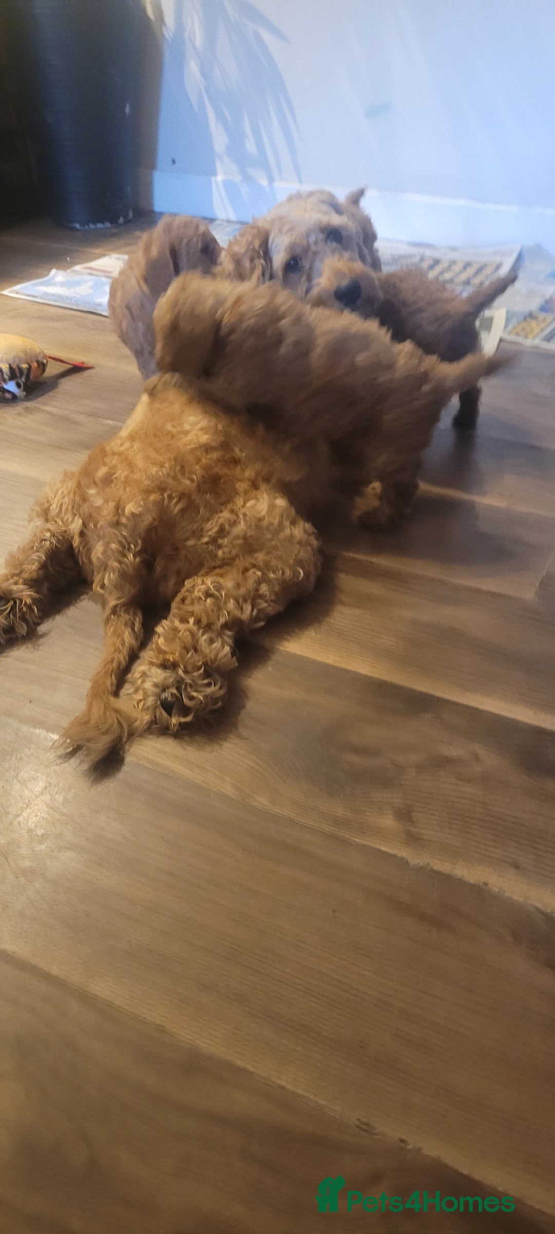 Goldendoodle dogs for sale: F1b goldendoodle pups  - Image 10