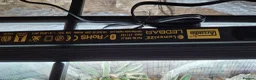 King Snake reptiles for sale: California king snake full set up in Prenton - Advert 6