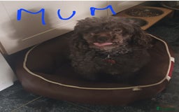 Shihpoo dogs for sale: shihpoo pups - Image 10