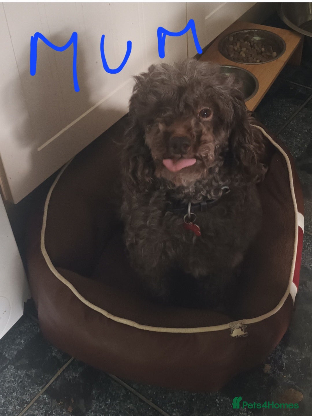 Shihpoo dogs for sale: shihpoo pups - Image 10