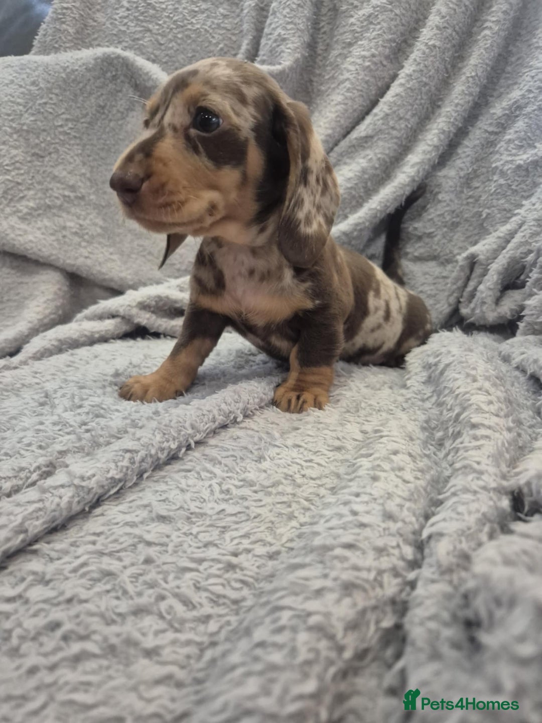 Miniature Dachshund dogs for sale: Kc dachshund babies ready next week - Image 29