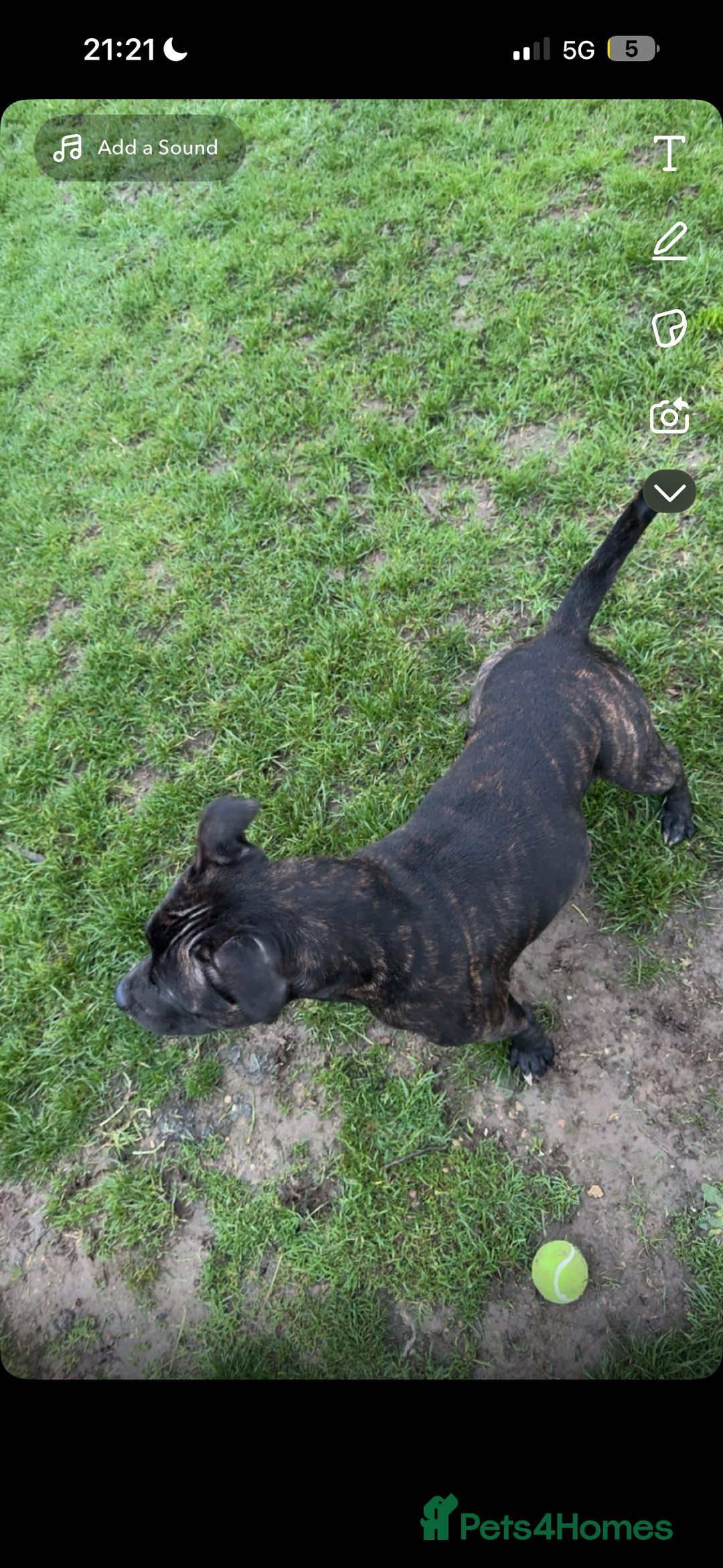 Staffordshire Bull Terrier dogs for stud: staffy for stud - Advert 4