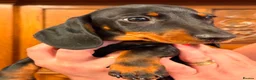 Miniature Dachshund dogs for sale: Exceptional Litter of KC Registered Puppies  - Advert 2