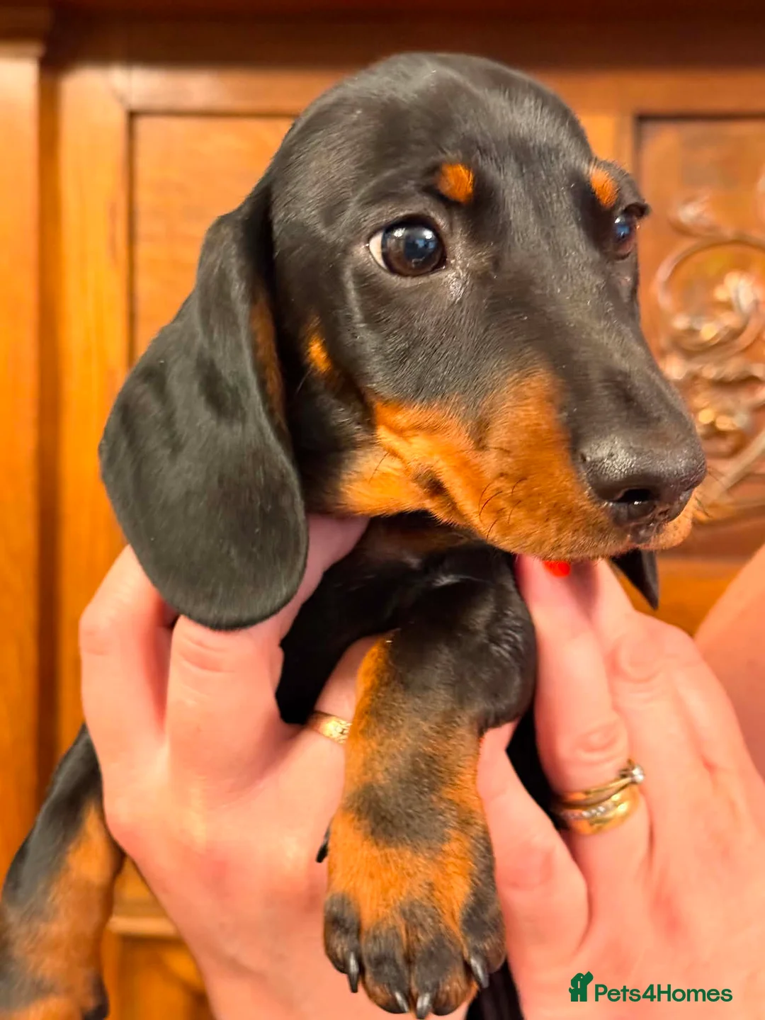 Miniature Dachshund dogs for sale: Exceptional Litter of KC Registered Puppies  - Advert 2
