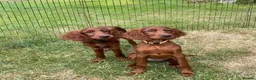 Irish Setter dogs for sale: One Boy available- KC Irish Setter Puppies - Advert 15