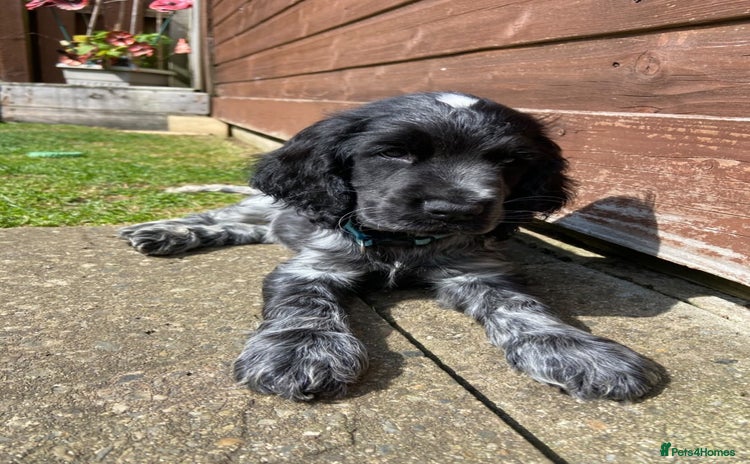 Cocker Spaniel dogs - Advert 1