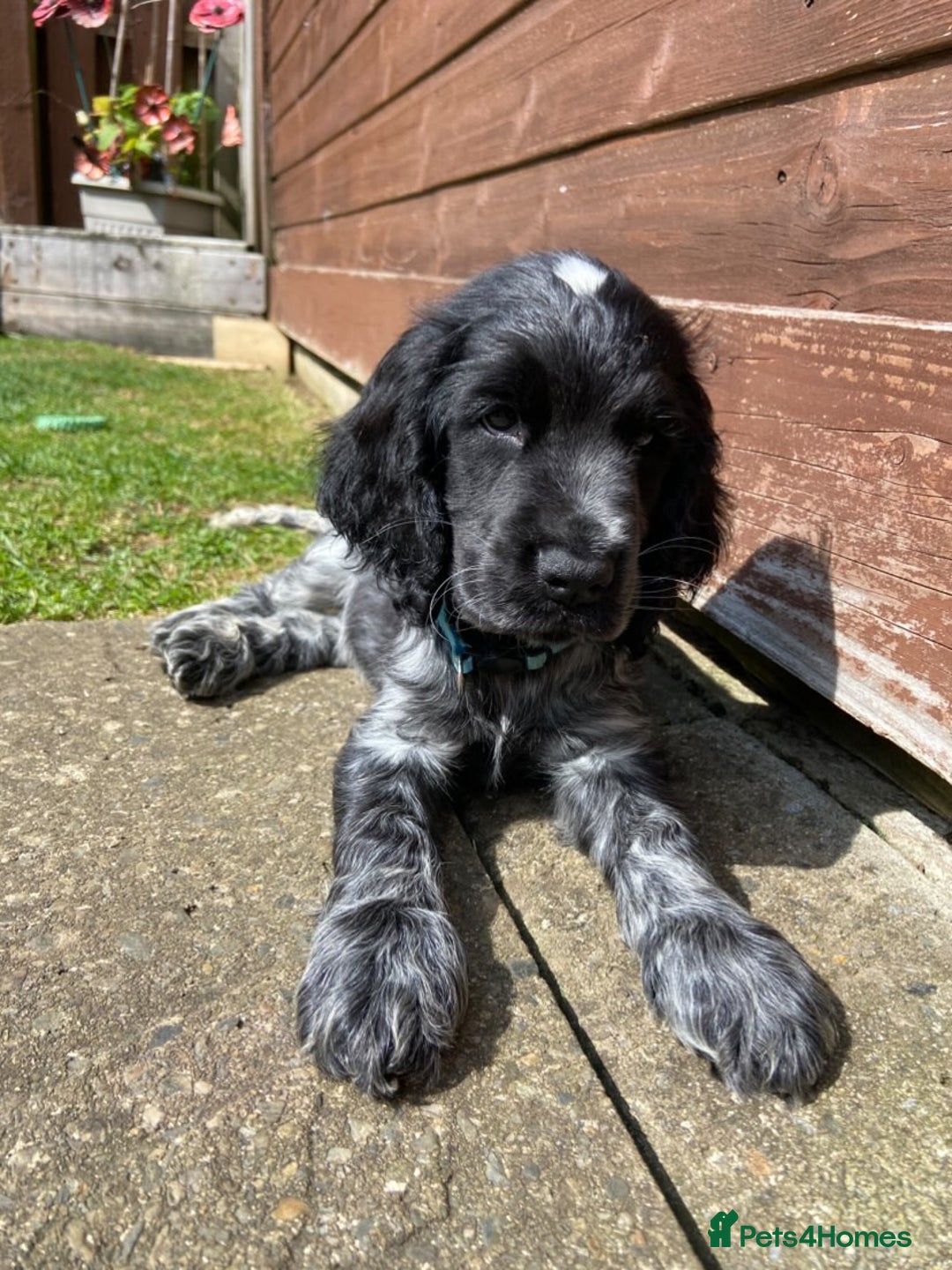 Cocker Spaniel dogs for sale: Show cocker spaniel pups  - Image 1