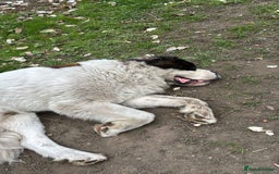 Saint Bernard dogs for sale: Saint burnard for sale  - Image 3