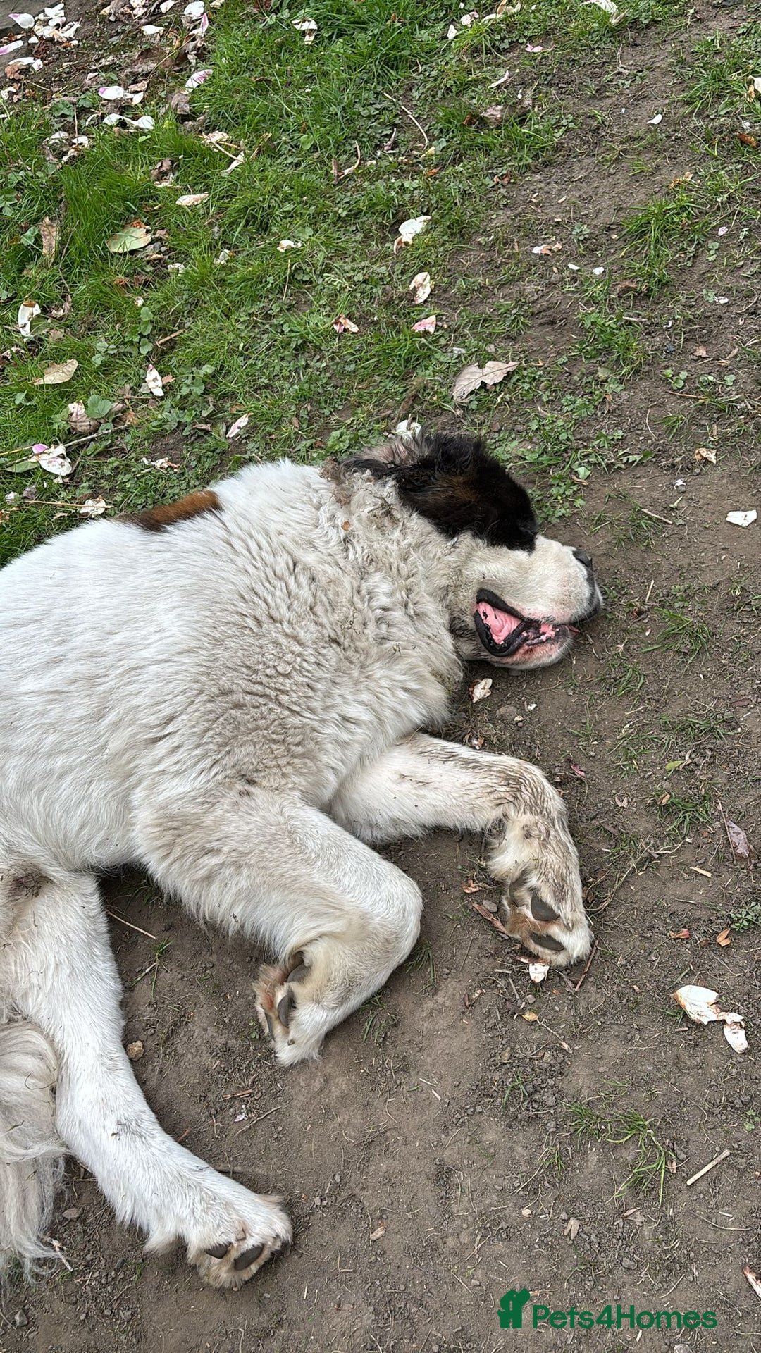 Saint Bernard dogs for sale: Saint burnard for sale  - Image 3