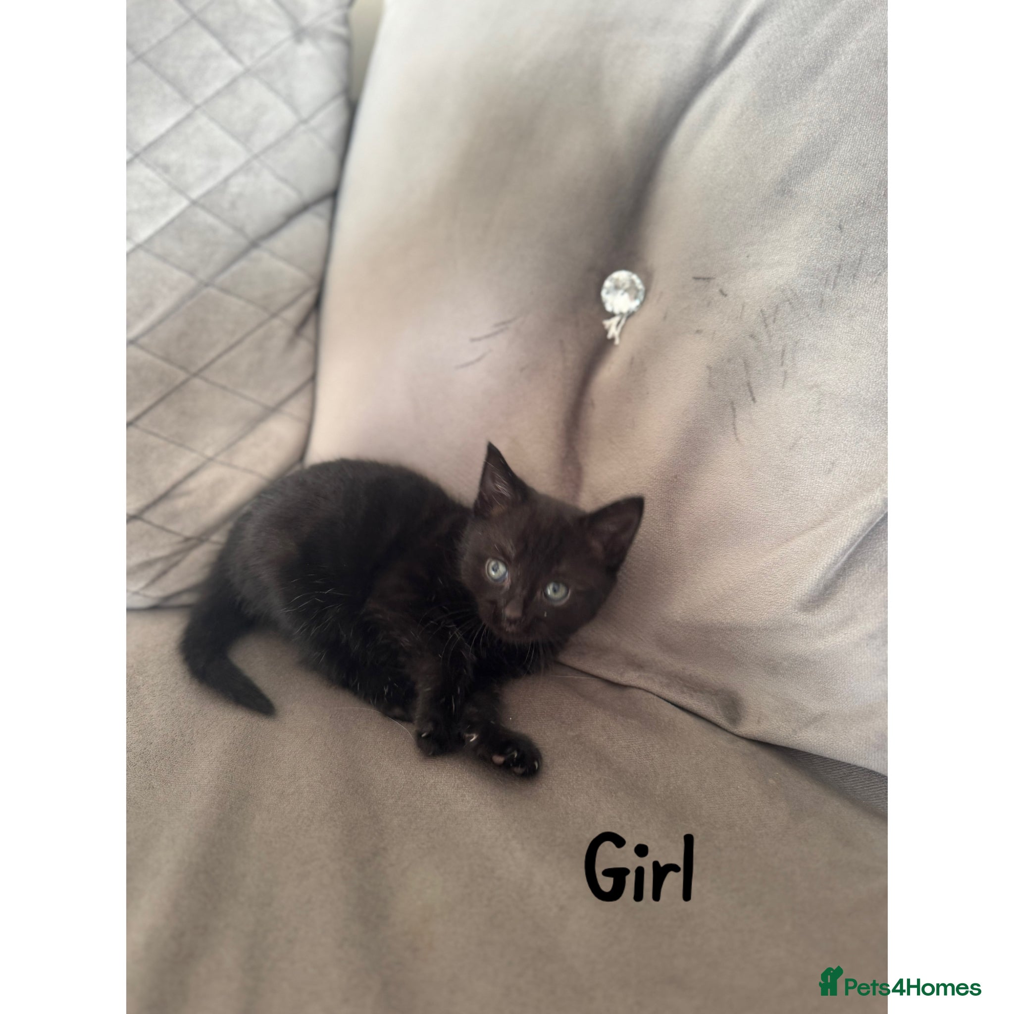 Maine Coon cats for sale: 1/4 Maine Coon kittens  - Advert 3