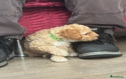 Goldendoodle dogs for sale: ⭐️⭐️READY NOW⭐️⭐️ Beautiful Goldendoodles - Image 24