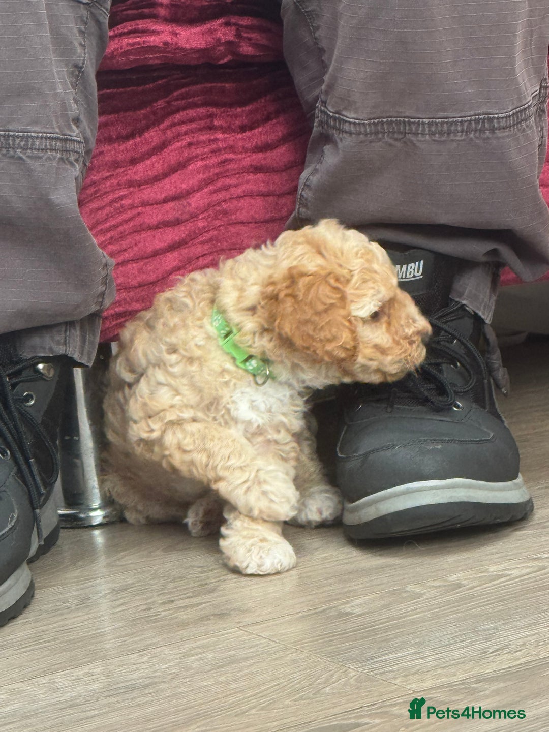 Goldendoodle dogs for sale: ⭐️⭐️READY NOW⭐️⭐️ Beautiful Goldendoodles - Image 24