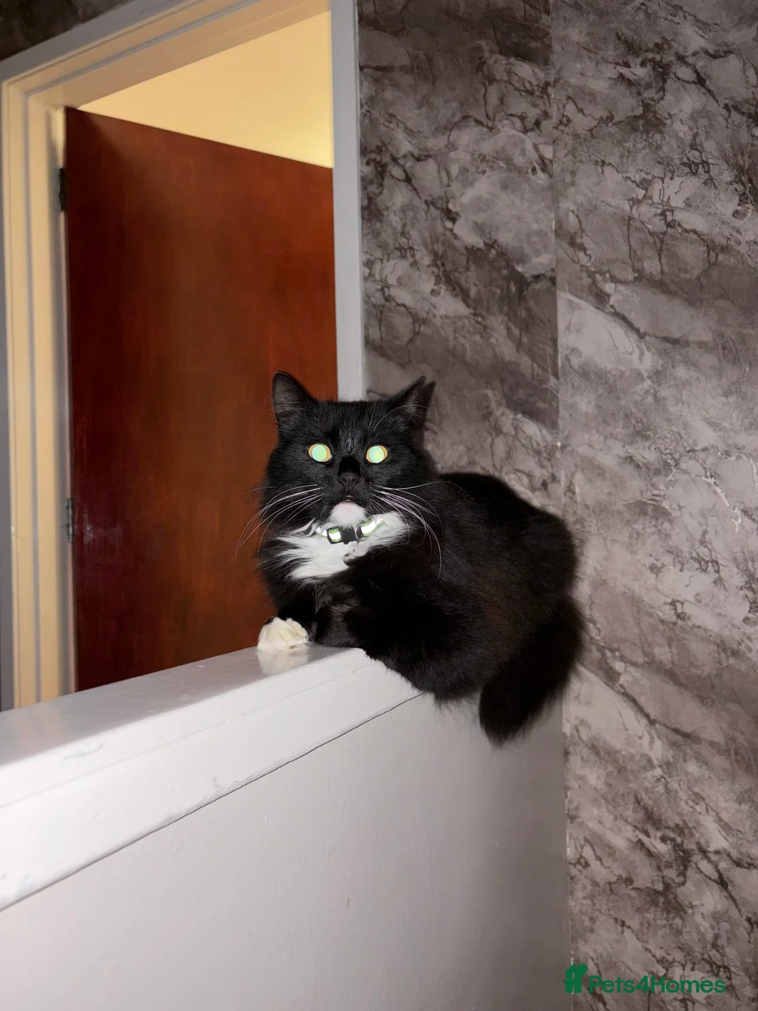 British Longhair cats for sale: British long hair male in Lybster - Advert 3