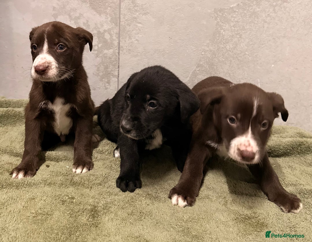 Mixed Breed dogs for sale: SURPRISE SURPRISE  - Advert 6