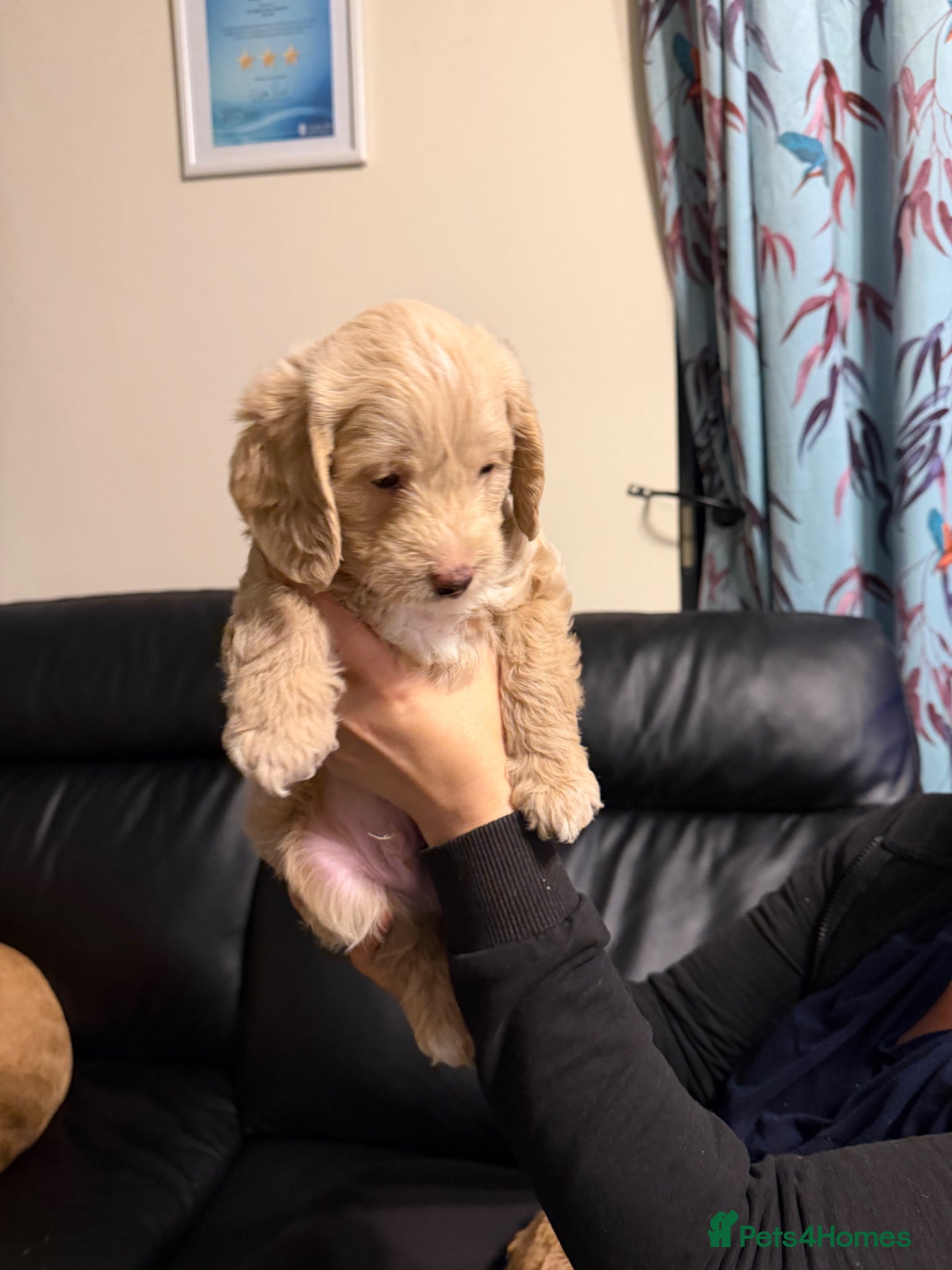 Labradoodle dogs Stunning F1b Labradoodle Puppies  - Advert 2
