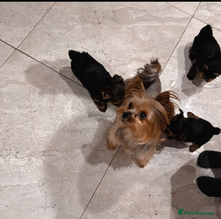 Yorkshire Terrier dogs Stunning Yorkshire Terrier Puppies For Sale  - Advert 1