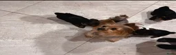 Yorkshire Terrier dogs for sale: Stunning Yorkshire Terrier Puppies For Sale  in Manchester - Advert 1