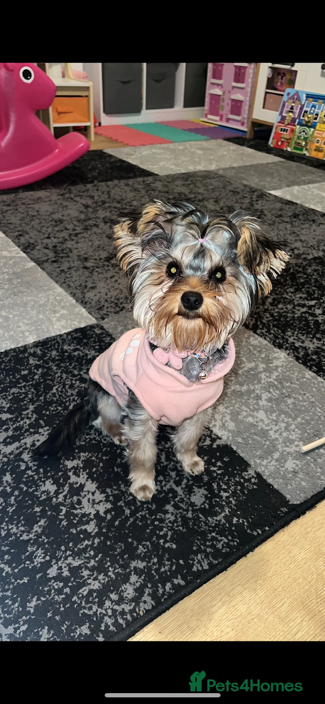 Yorkshire Terrier dogs for stud: Looking for a male  - Advert 1