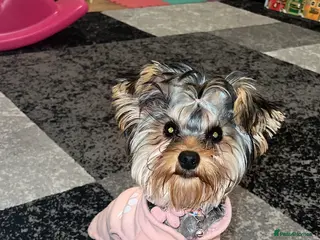Yorkshire Terrier dogs Looking for a male - Advert 2