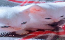 Mixed Breed cats for sale: 4 Gorgeous Pure White Kittens Available 7th Nov - Image 4