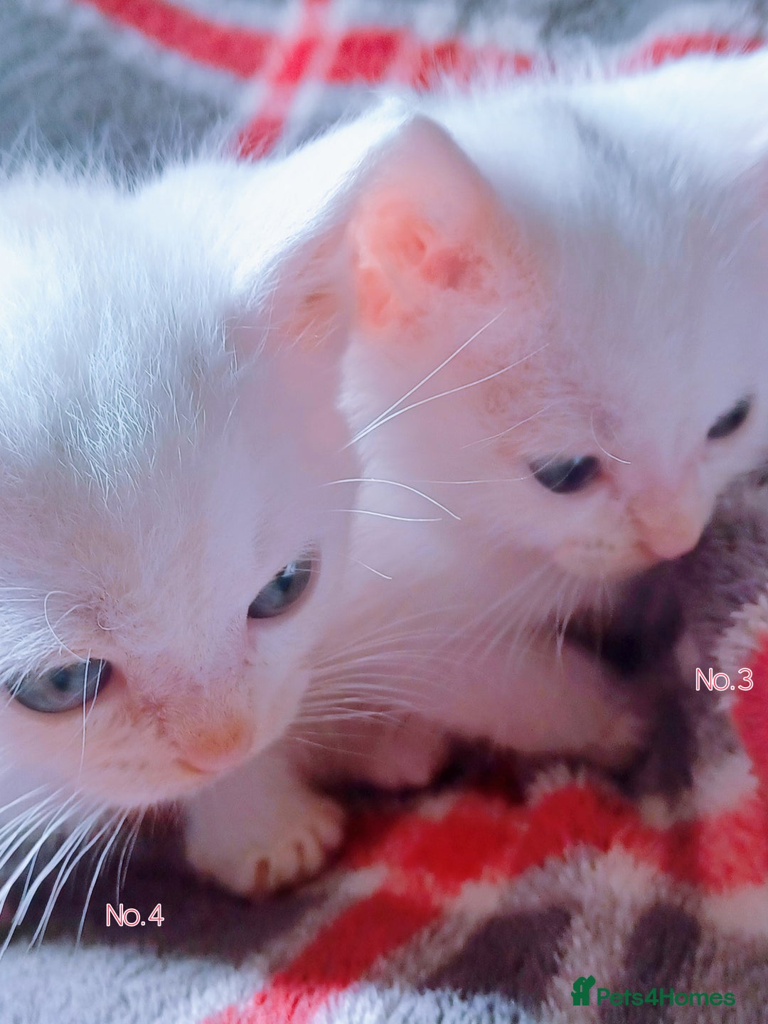 Mixed Breed cats for sale: 4 Gorgeous Pure White Kittens Available 7th Nov - Image 4