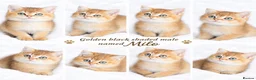 British Shorthair cats for sale: 3 Golden Black Shaded British Shorthairs - Advert 3