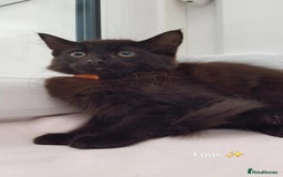 Domestic Shorthair cats for sale: KITTENS  - Image 6