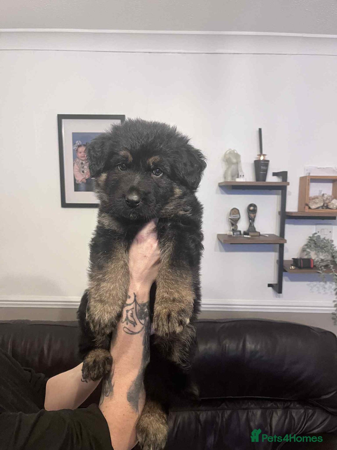 German Shepherd dogs for sale: German Shepherd pups - Advert 15