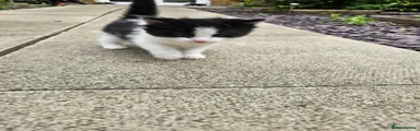 British Longhair 2